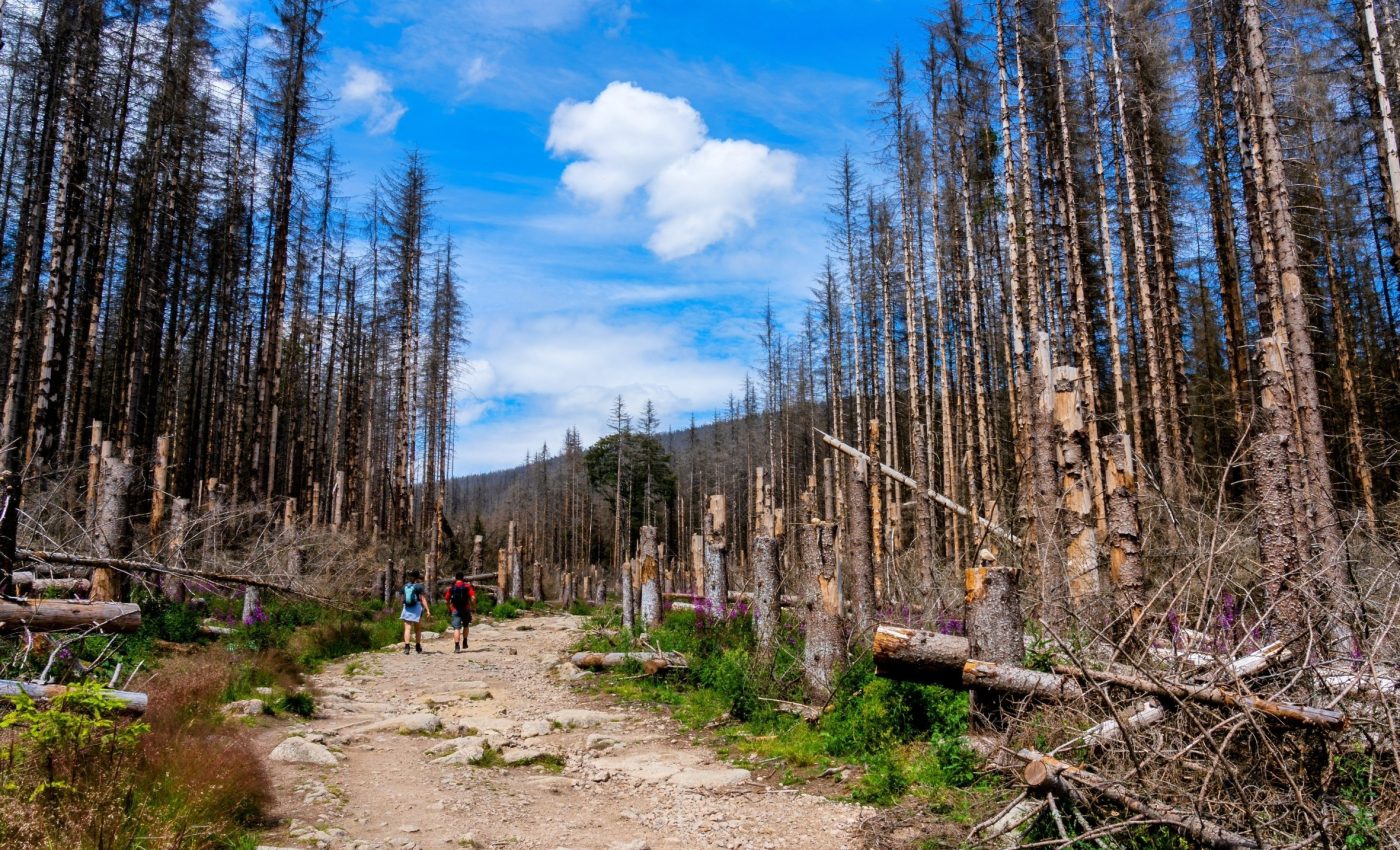 Some ecosystems collapse quietly without warning signs 