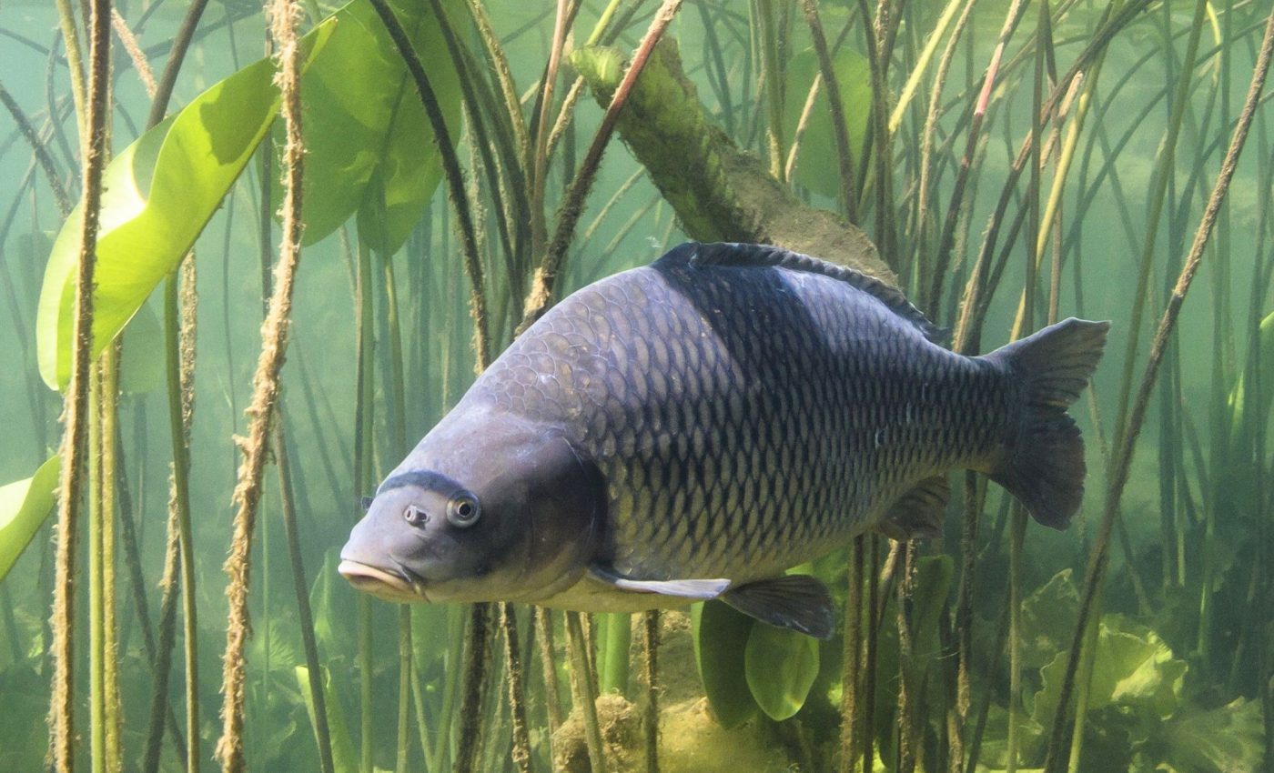 Helping fish survive: Building walls with fake plant roots