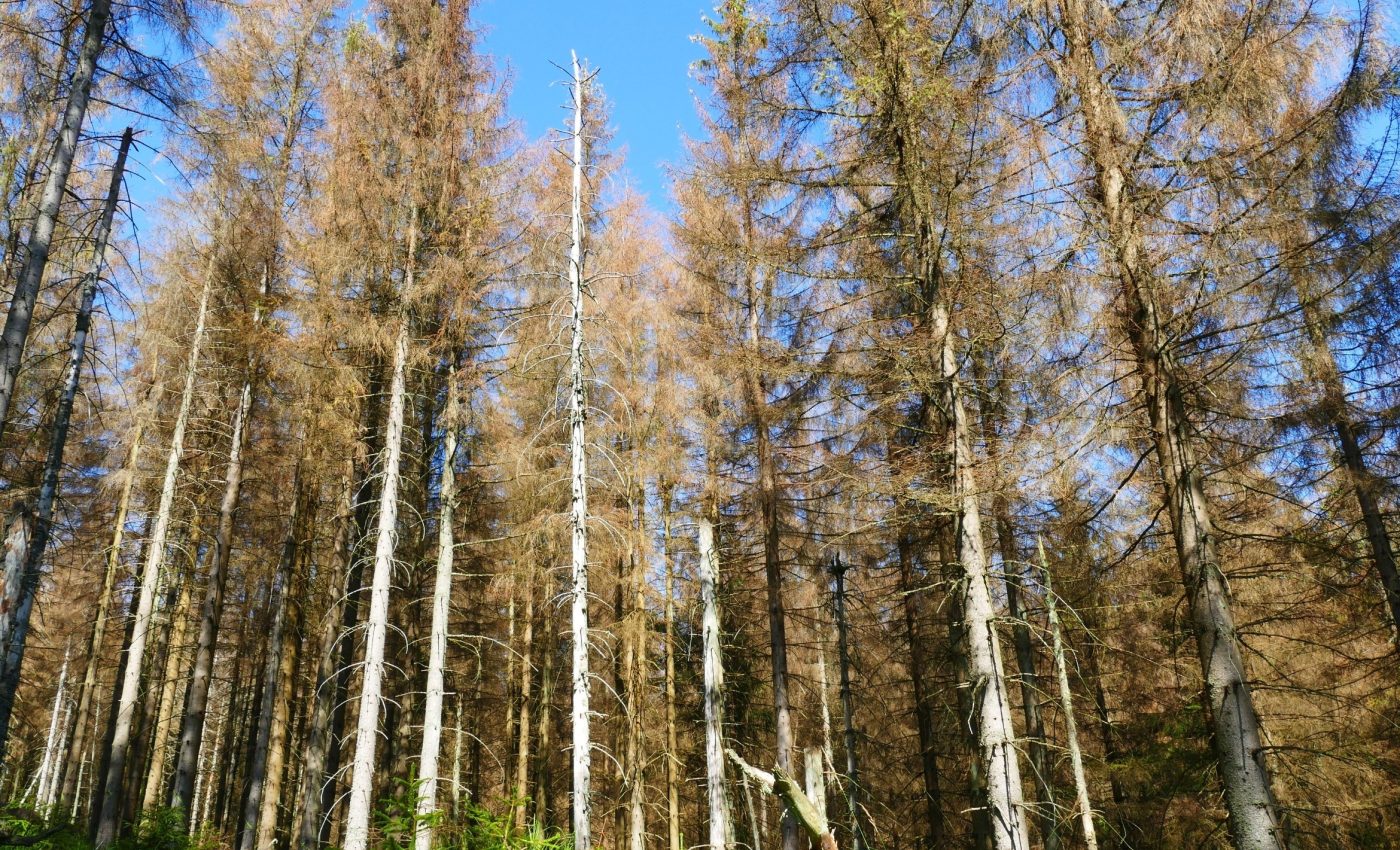 Centuries-old trees are dying at a shocking rate in Oregon