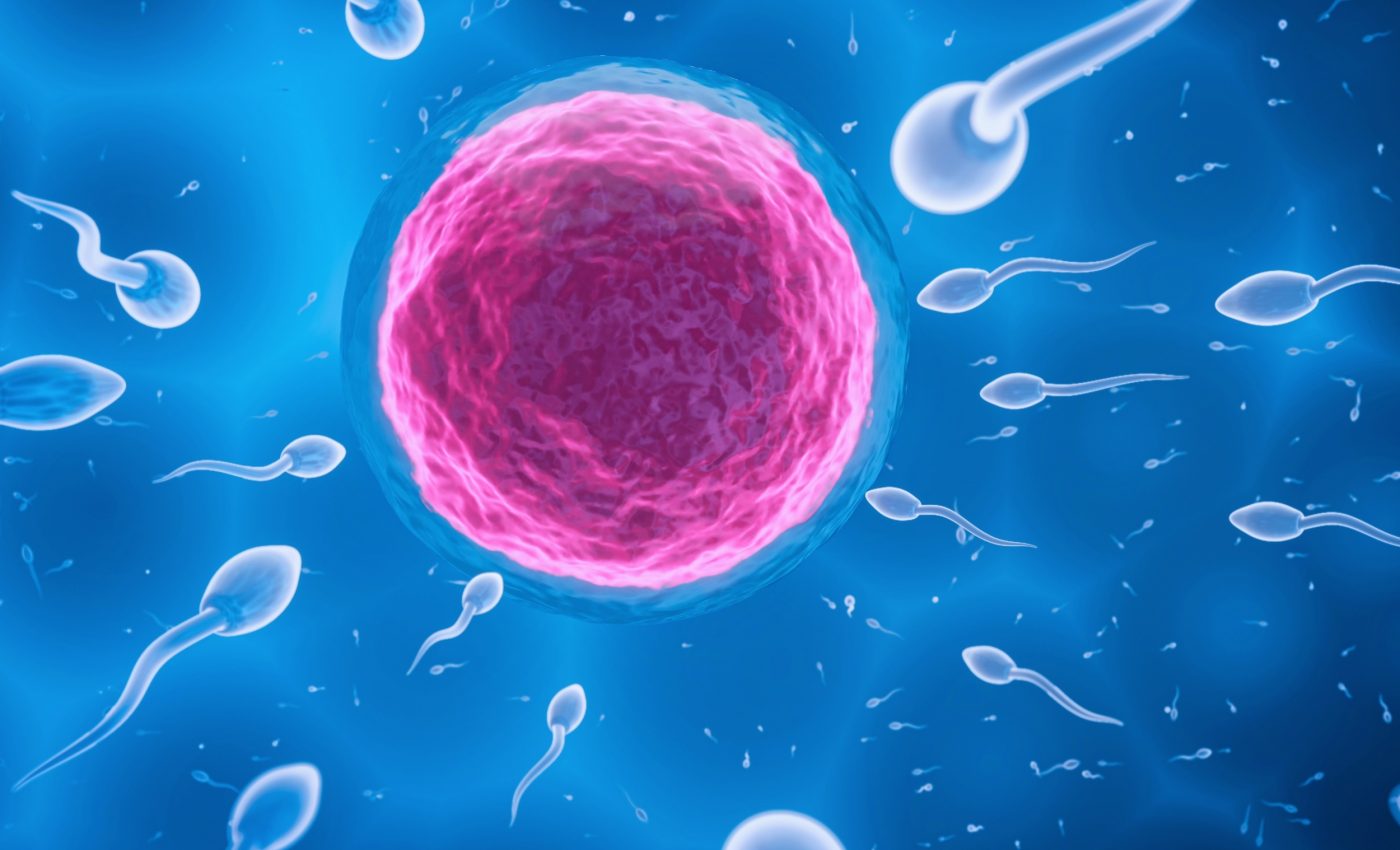 Human egg cells survive decades by running on low energy mode