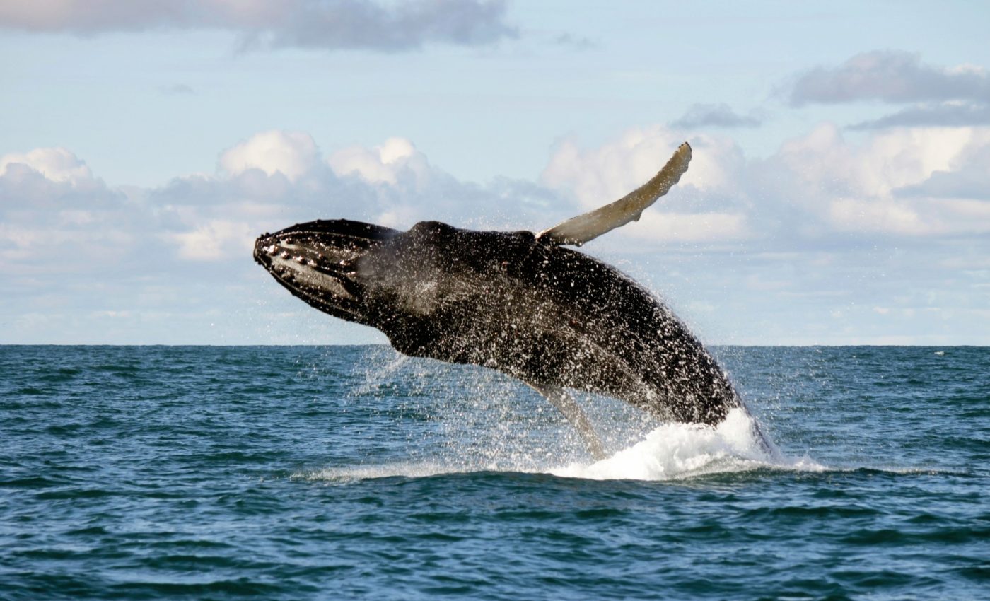 Humpback whales now migrate weeks early, signaling big ocean changes