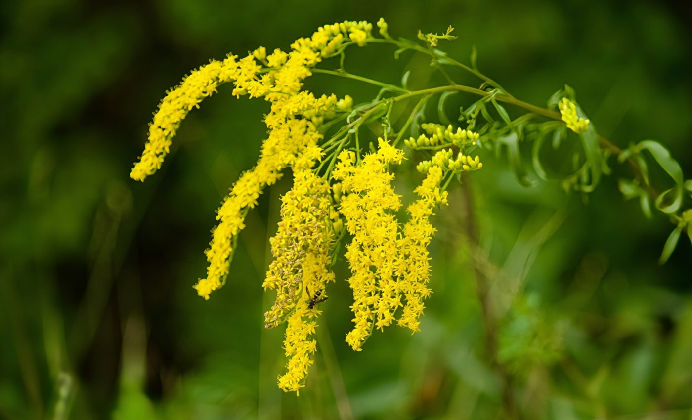 Nitrogen exposure is changing the way plants defend themselves