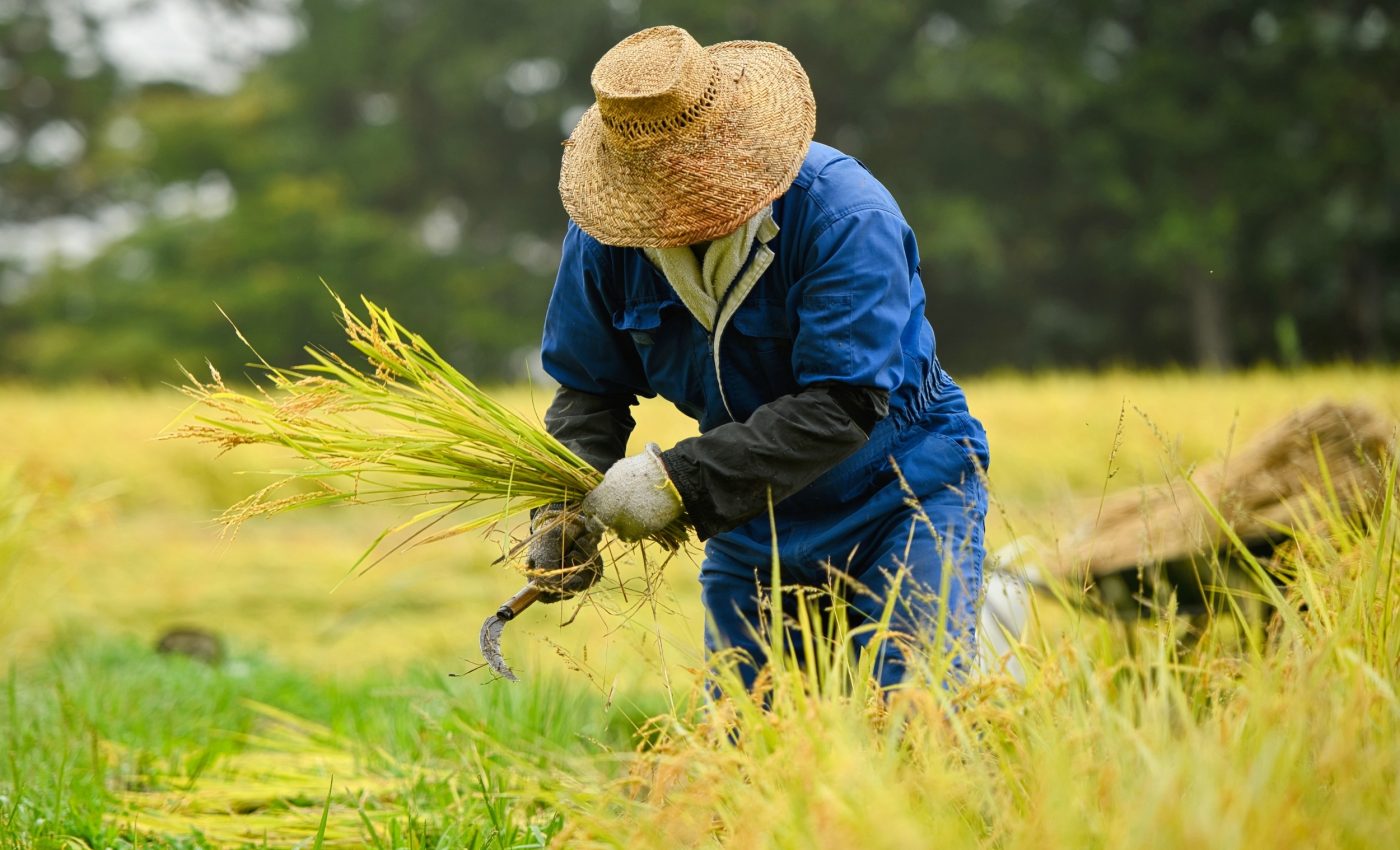 Japanese food traditions held strong despite the arrival of farming