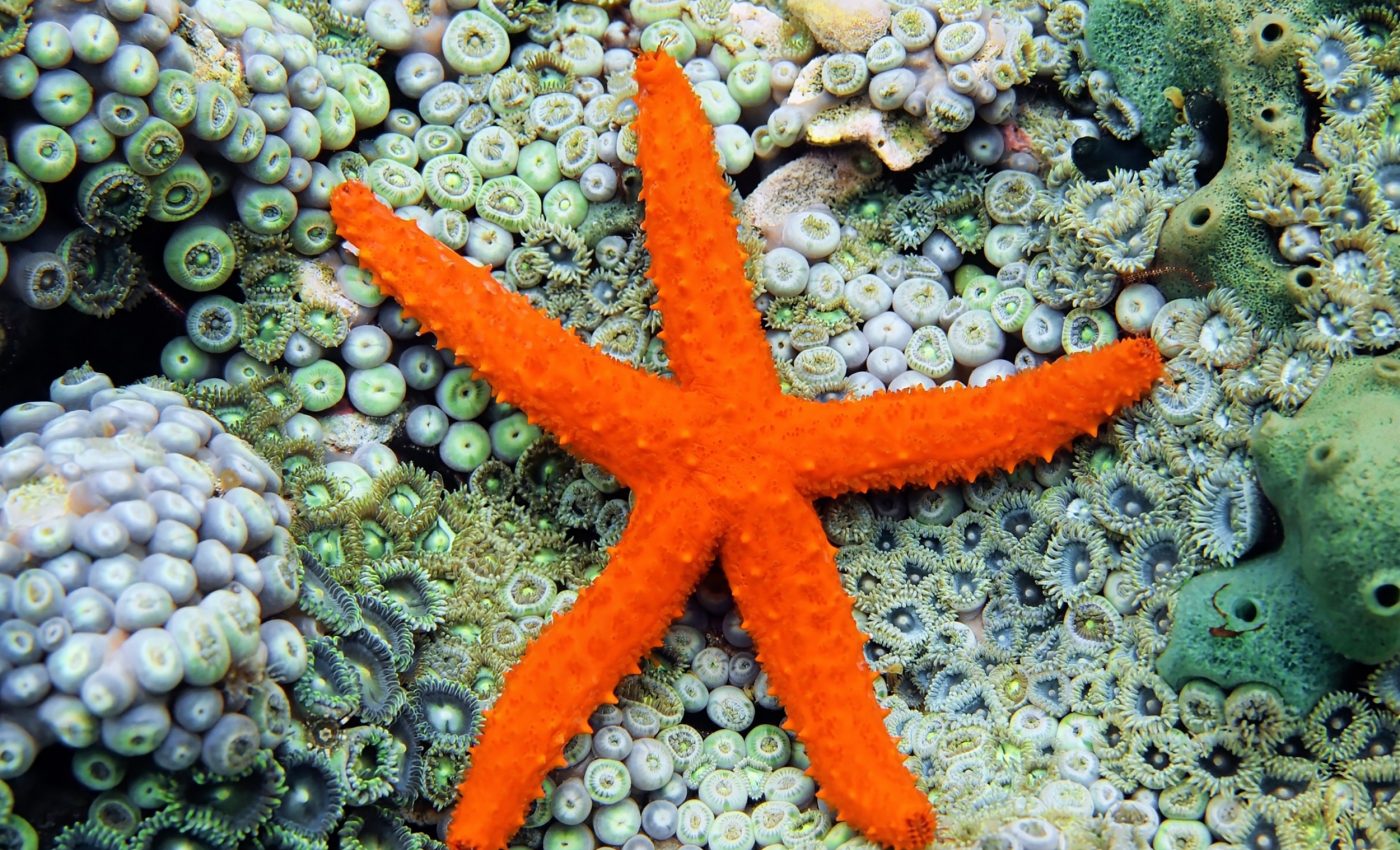 How a marine heatwave transformed life along the Pacific coast