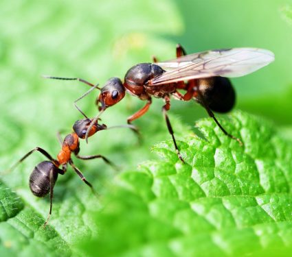 2025/07/ants_queens_colonies_genetics_castes_1m.jpg