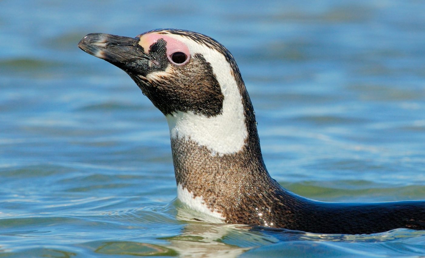 Why penguins ride the currents instead of swimming straight home