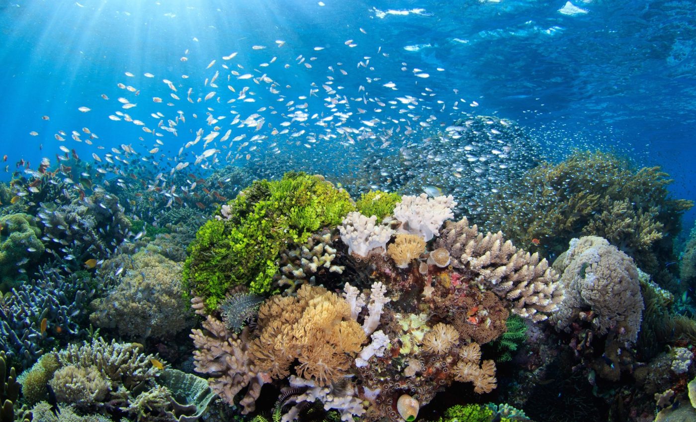 How shrimp sounds can diagnose the health of coral reefs