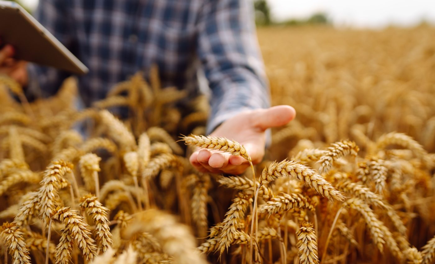 Soil bacteria help wheat slash its need for fertilizer
