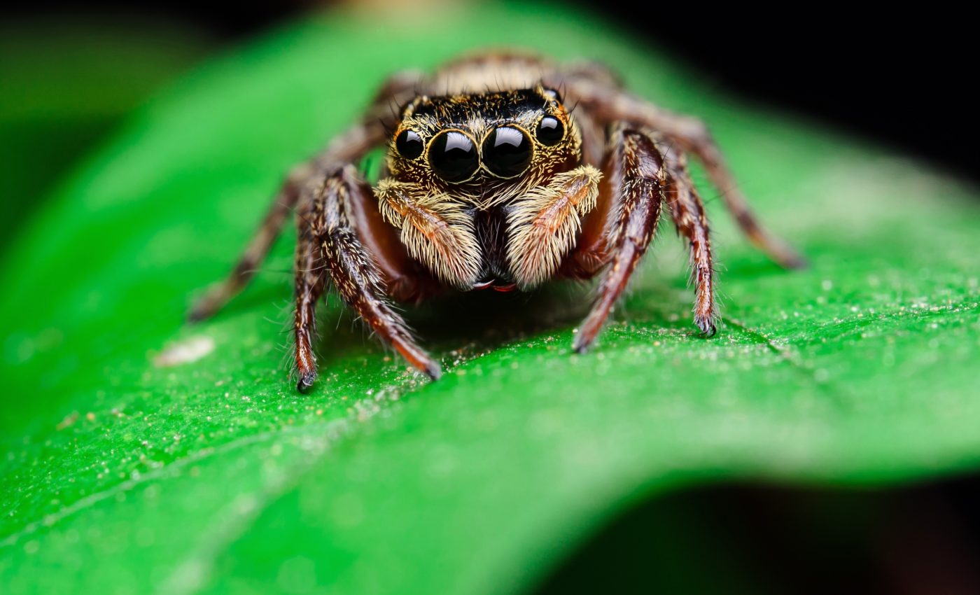 Tiny fossil rewrites the origin story of spiders