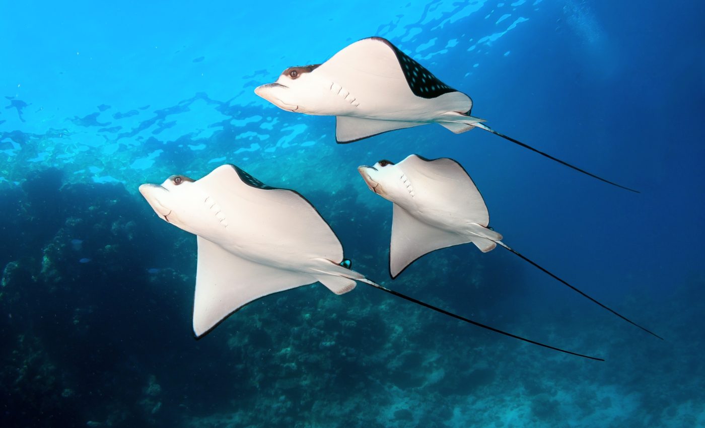 Tracking endangered rays: A new chapter in marine conservation