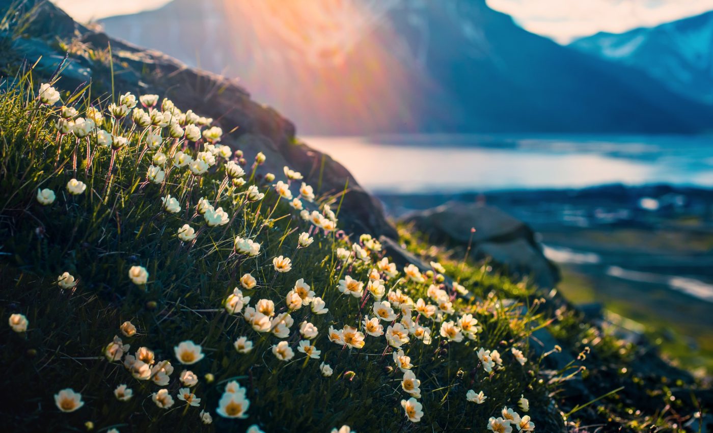 Arctic winters are starting to look more like spring