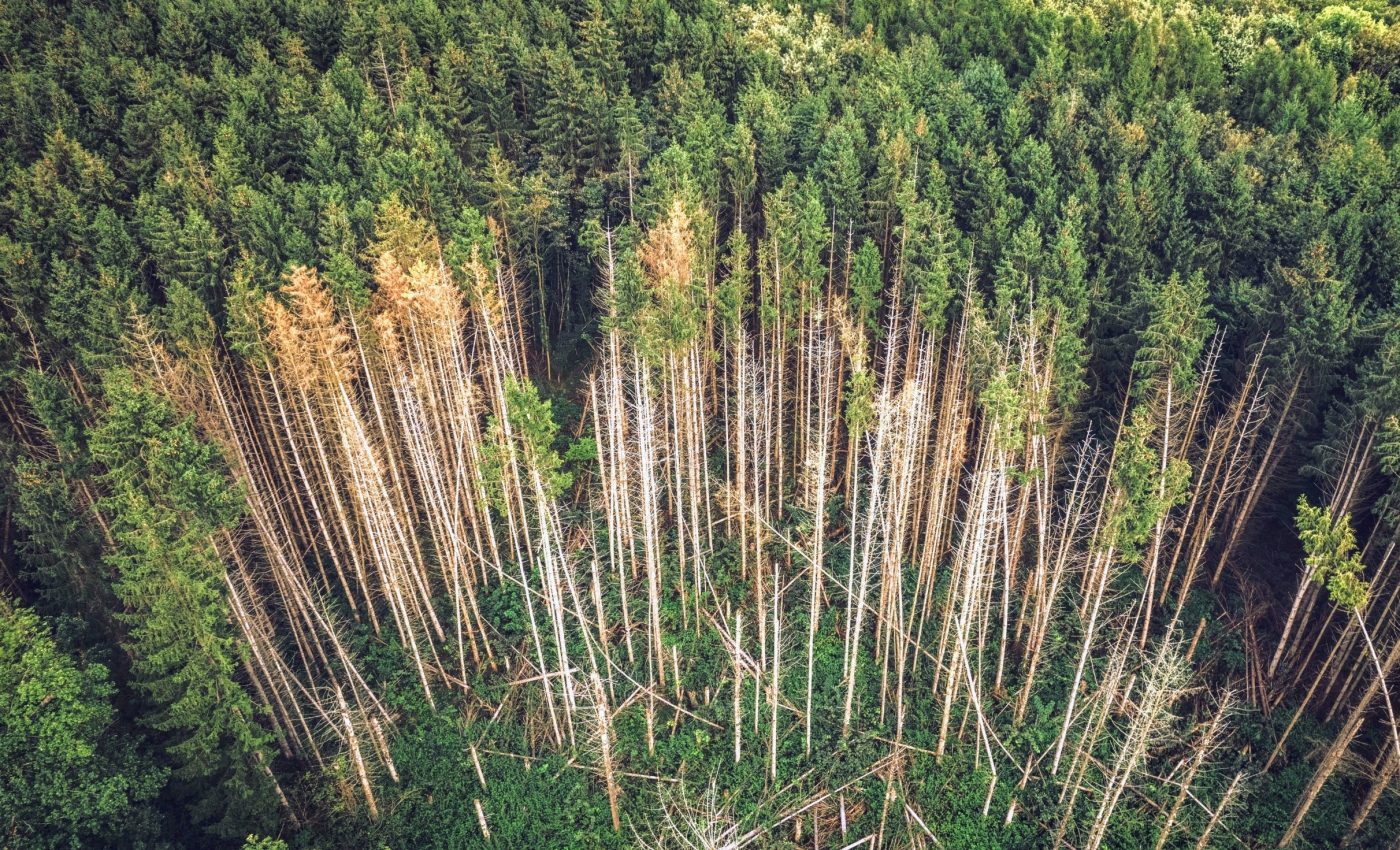 Lightning-struck trees release as much carbon as the aviation industry