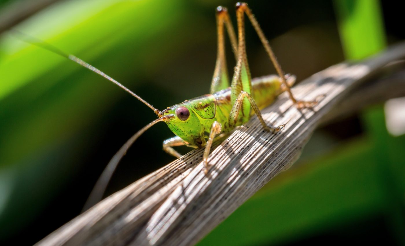When male crickets go silent: How females adapt and respond