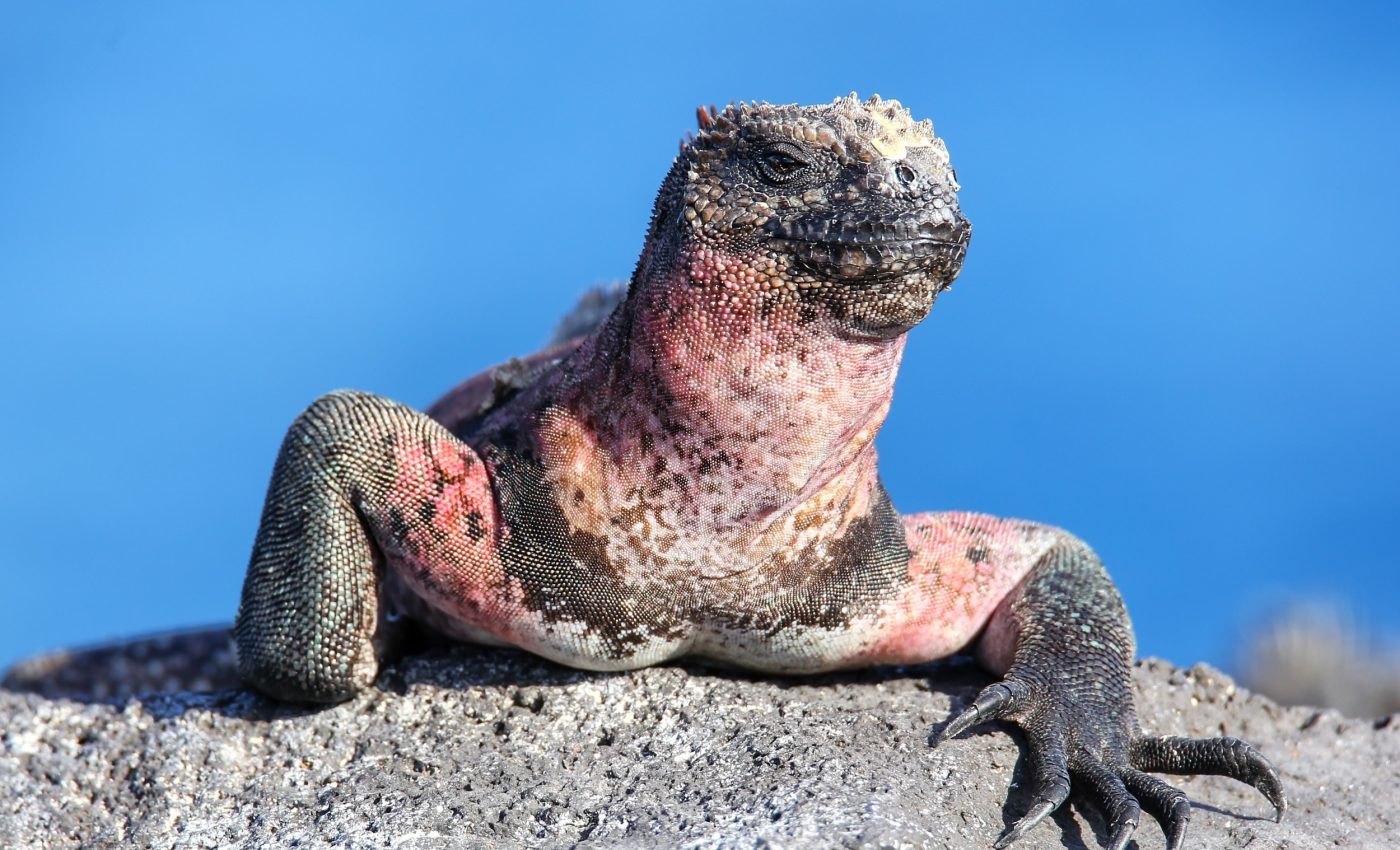 People around the world are helping save Galapagos iguanas