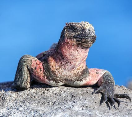 2025/07/Galapagos-iguanas.jpg