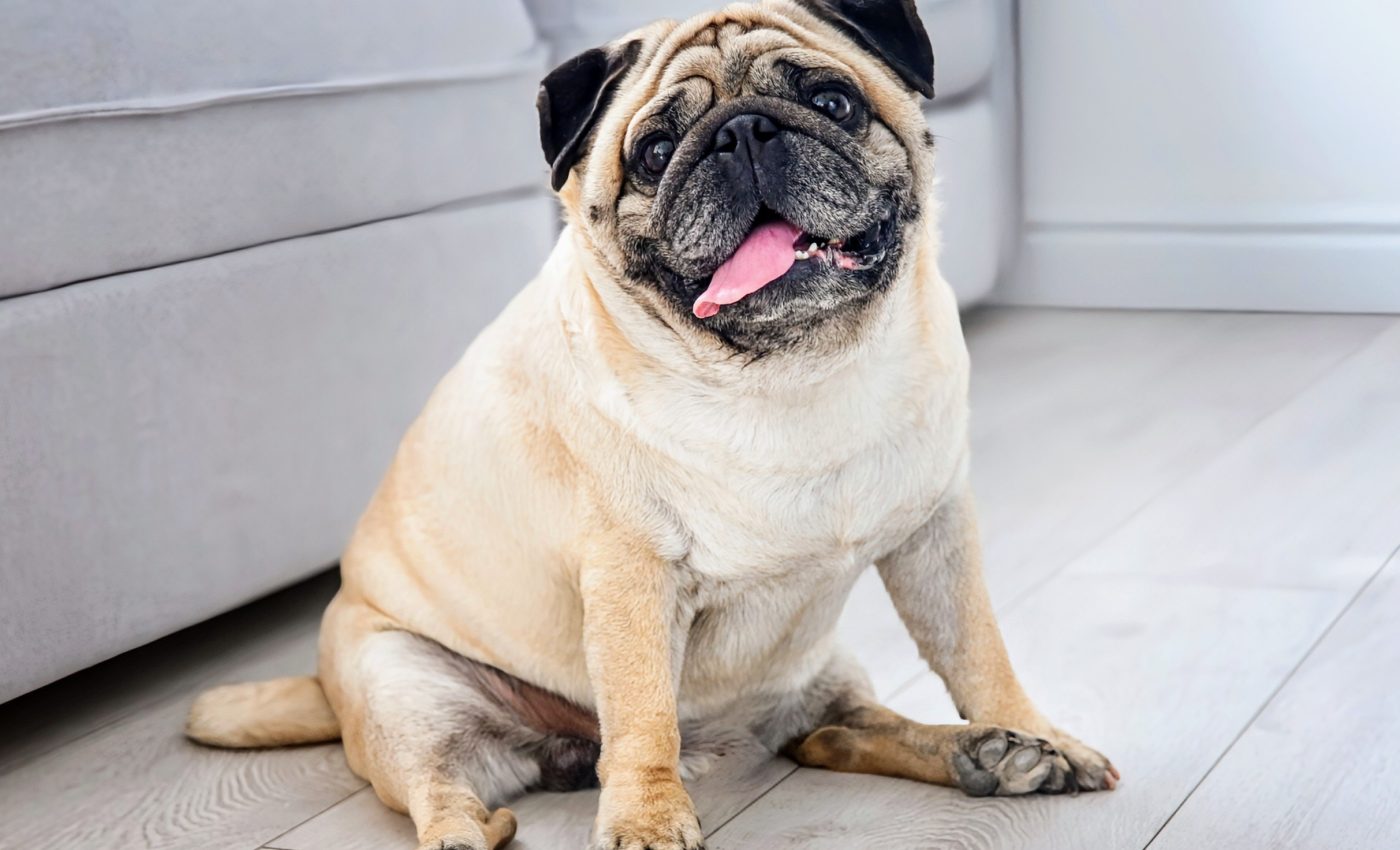 Why are so many dogs obese? A new study reveals the truth
