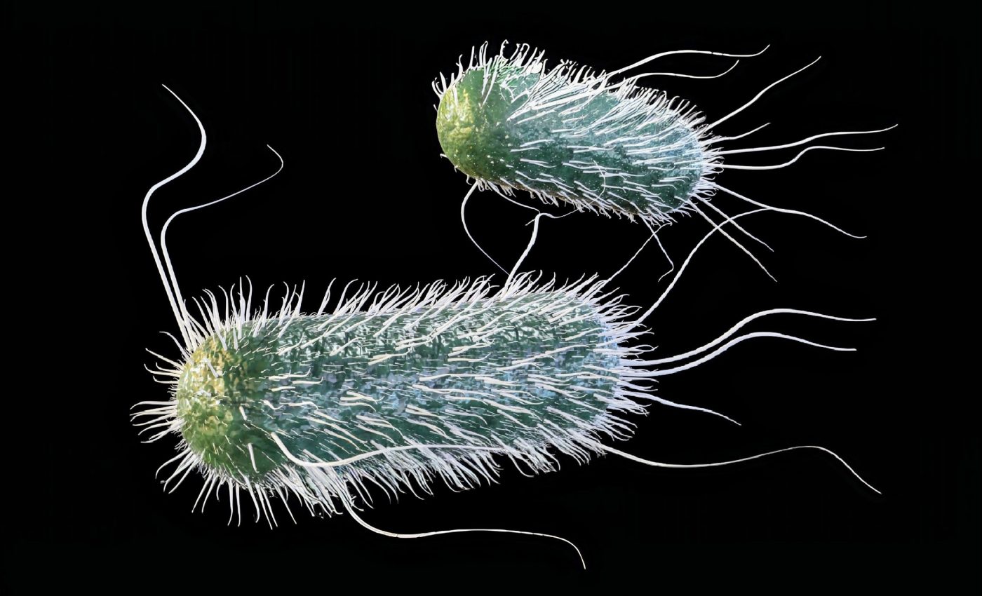 Even microbes thrive on caffeine: Coffee helps bacteria resist antibiotics