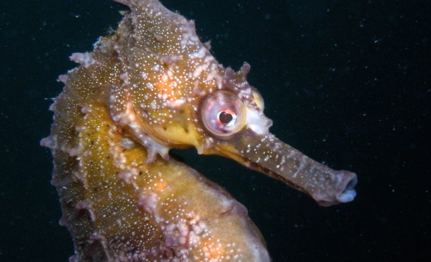 How ‘seahorse hotels’ are reviving an endangered species