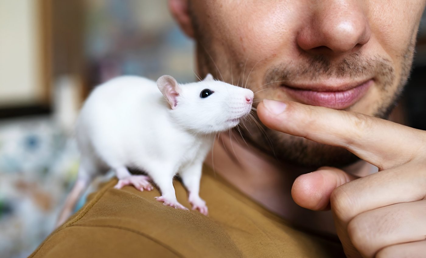 Tickled rats reveal how human-animal bonds form in the brain
