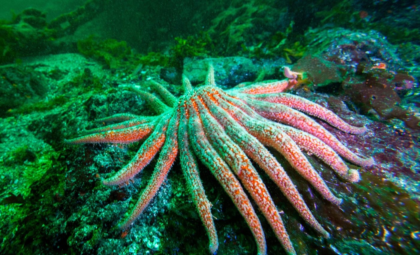 'Terrifying' sea stars could be key to kelp forest recovery