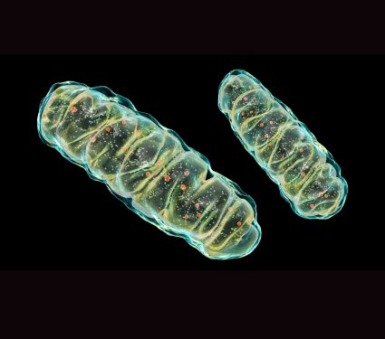 2025/07/mitochondria-sleep2.jpg