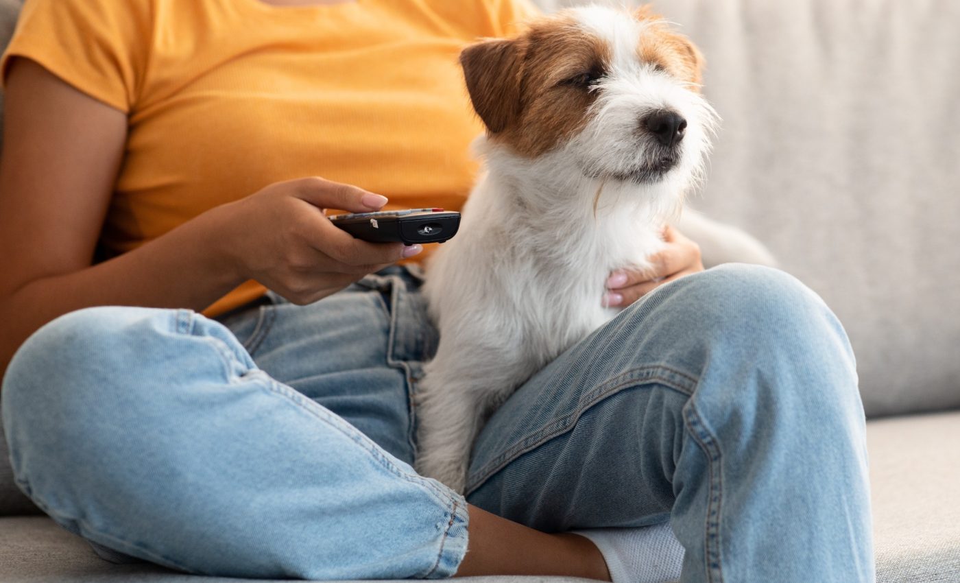 Most dogs will binge-watch TV all day, if given the opportunity