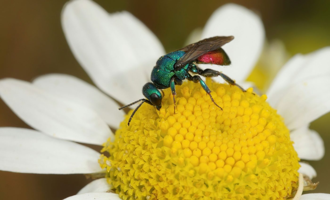 Wasps might hold the secret to slow human aging