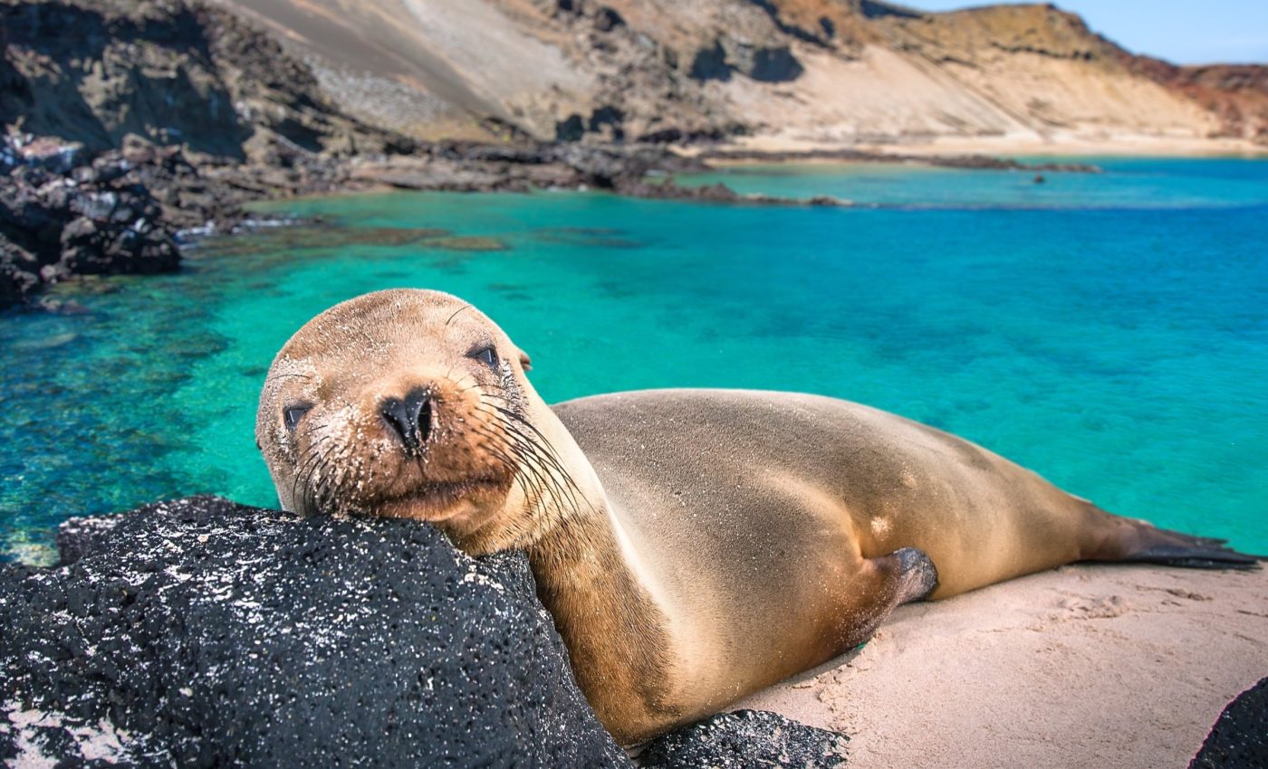 Thousands of animal species face an imminent threat of extinction from climate change