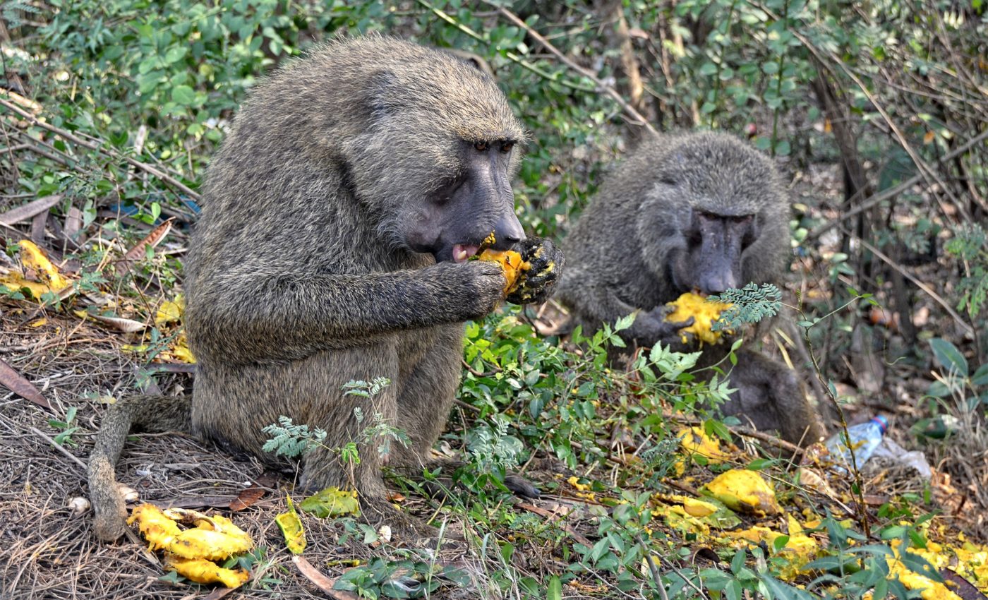 "Scrumping" apes may explain how humans started drinking alcohol