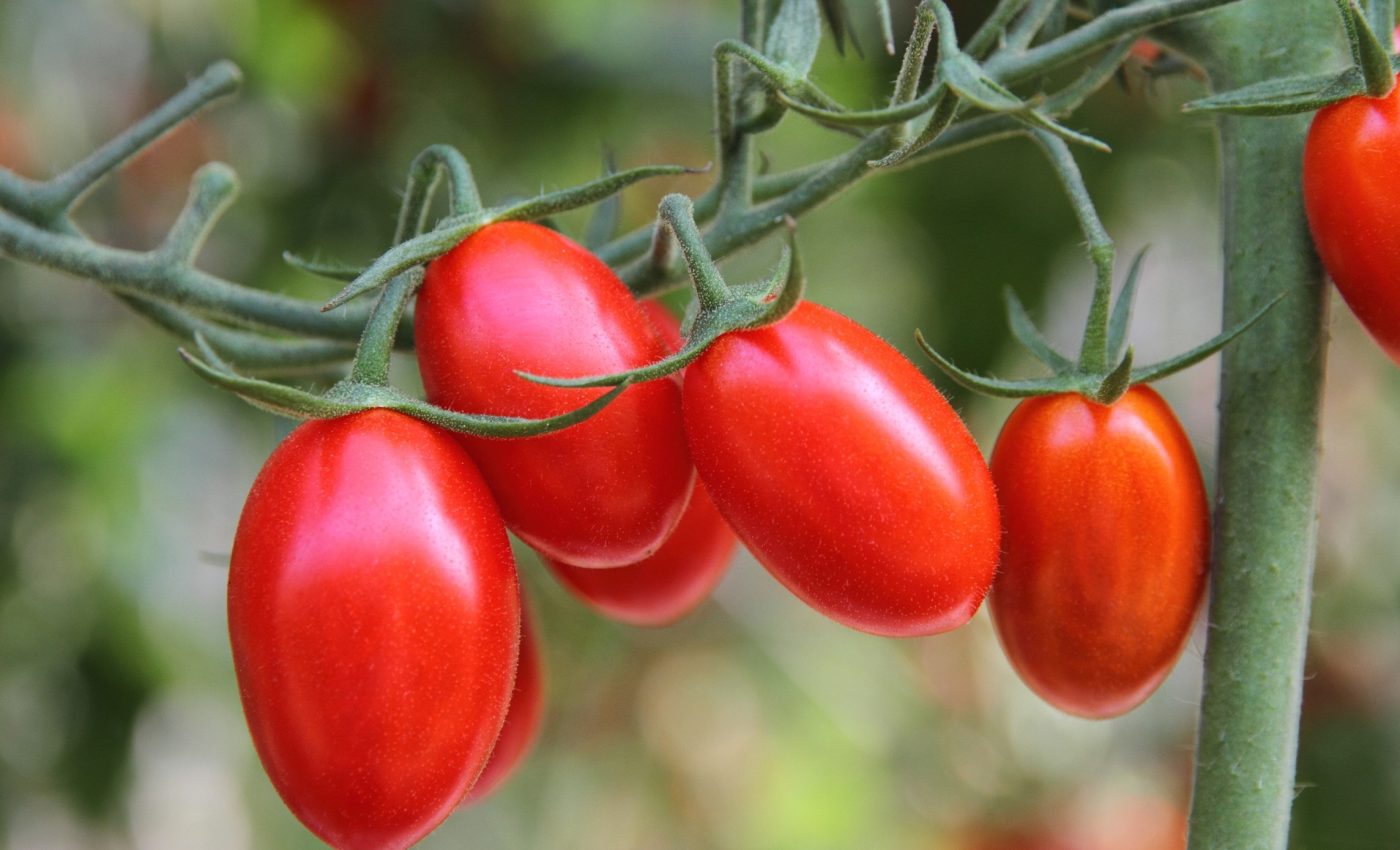 Small DNA tweak protects plants from devastating crop disease