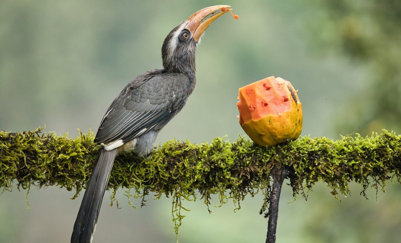 Forests rely on animals to help fight climate change