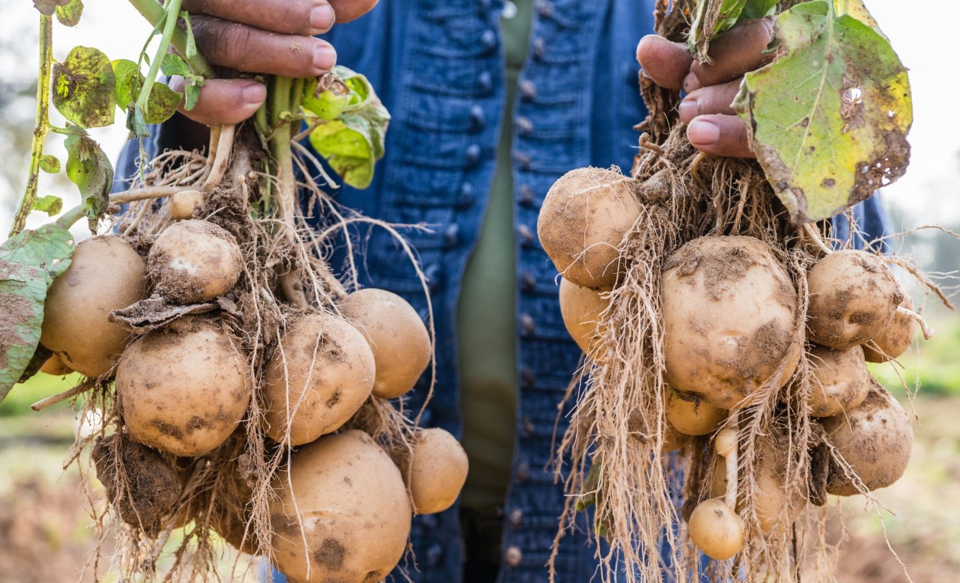Potato origins mystery solved after 9 million years