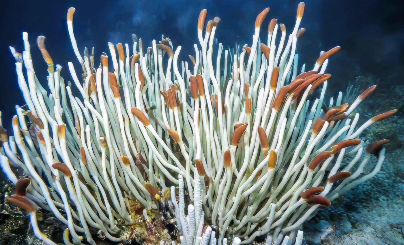 Deep sea expedition reveals thriving chemical-powered life