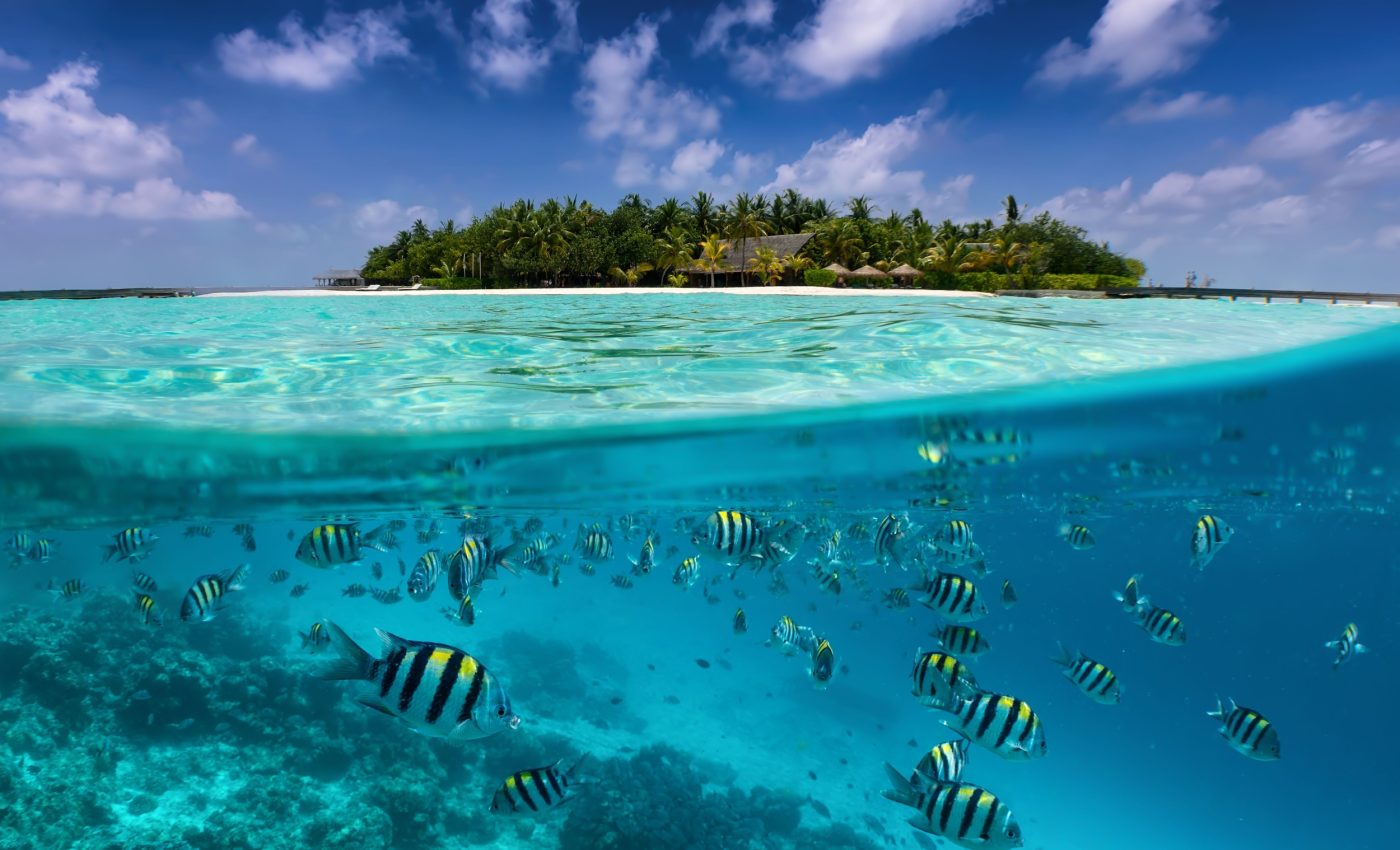 Oceans lag behind forests in Earth’s carbon fight