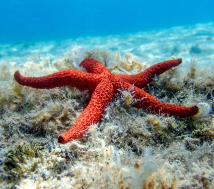 2025/08/Sea-stars-disease.jpg