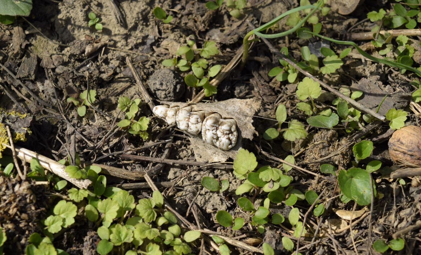4,000-year-old teeth reveal the oldest evidence of betel nut chewing