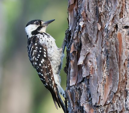 2025/08/Endangered-woodpeckers.jpg