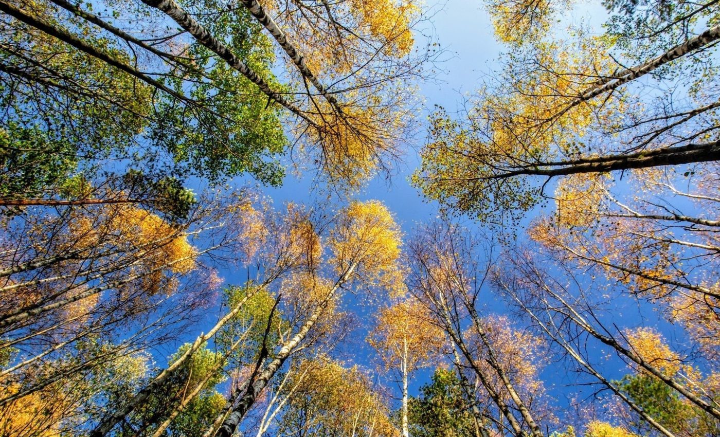 Tree growth thrives on diversity - especially in wet forests