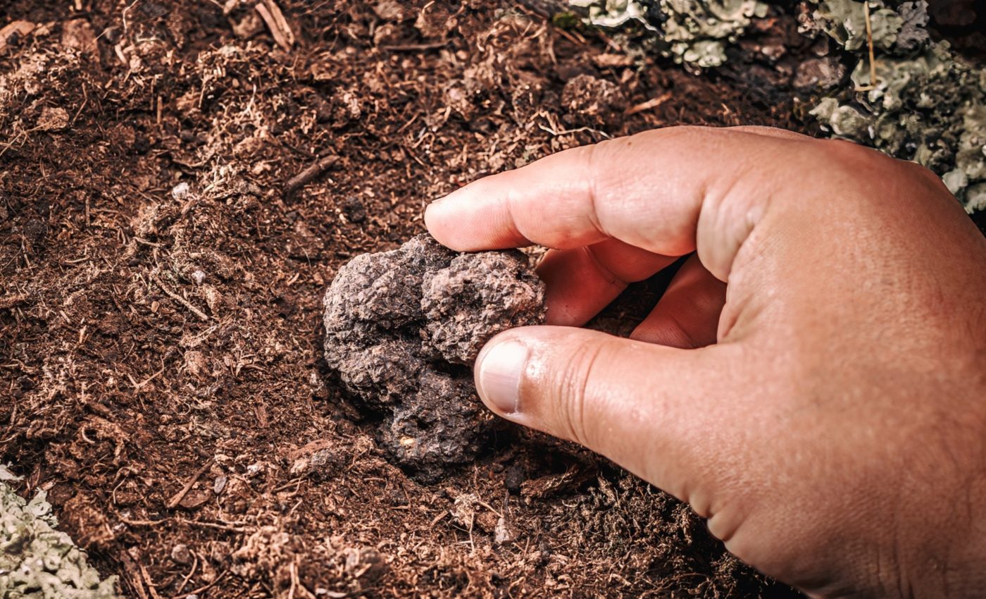 Three new truffle species discovered in North American forests