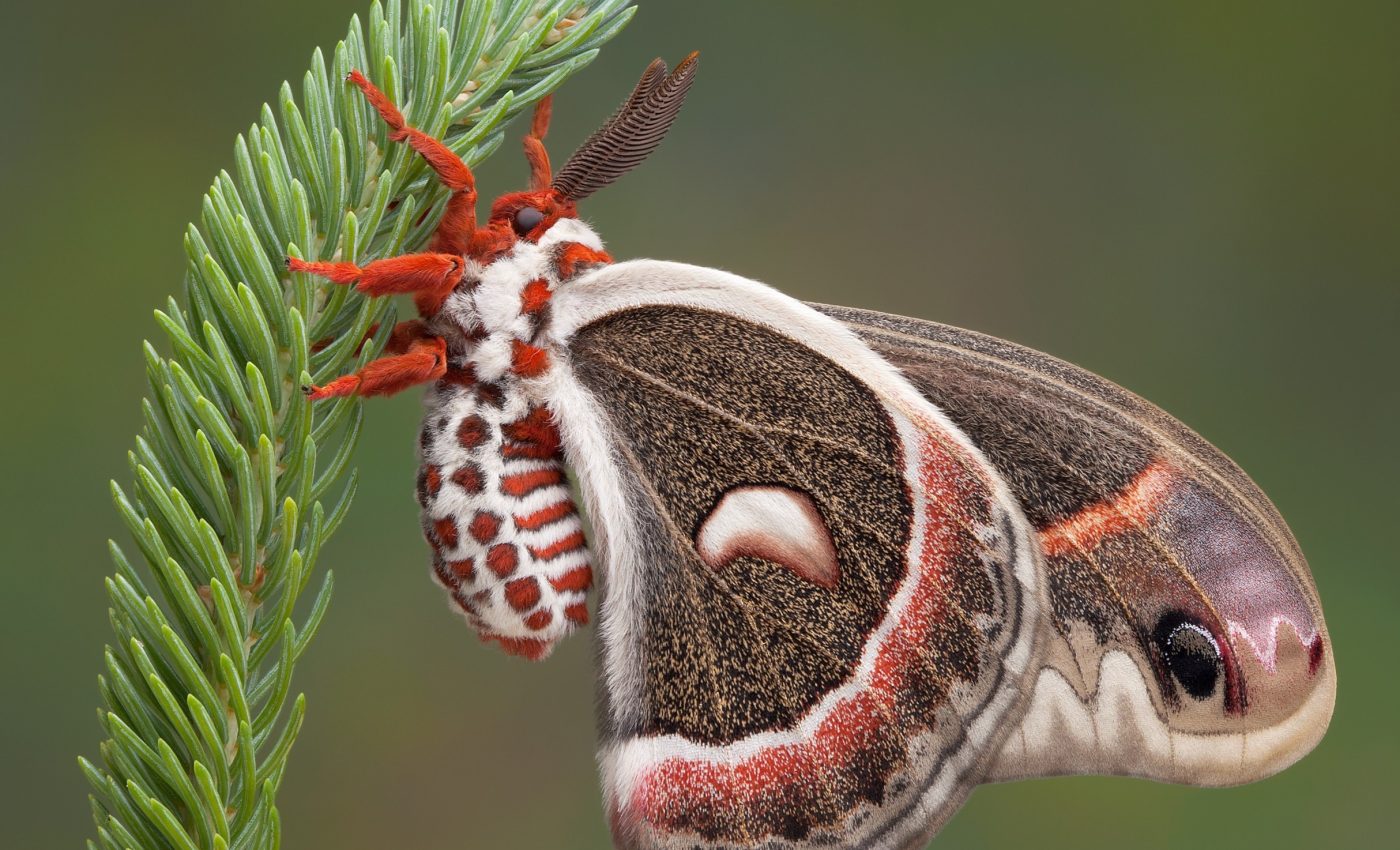 Urbanization causes massive decline in insect pollinators