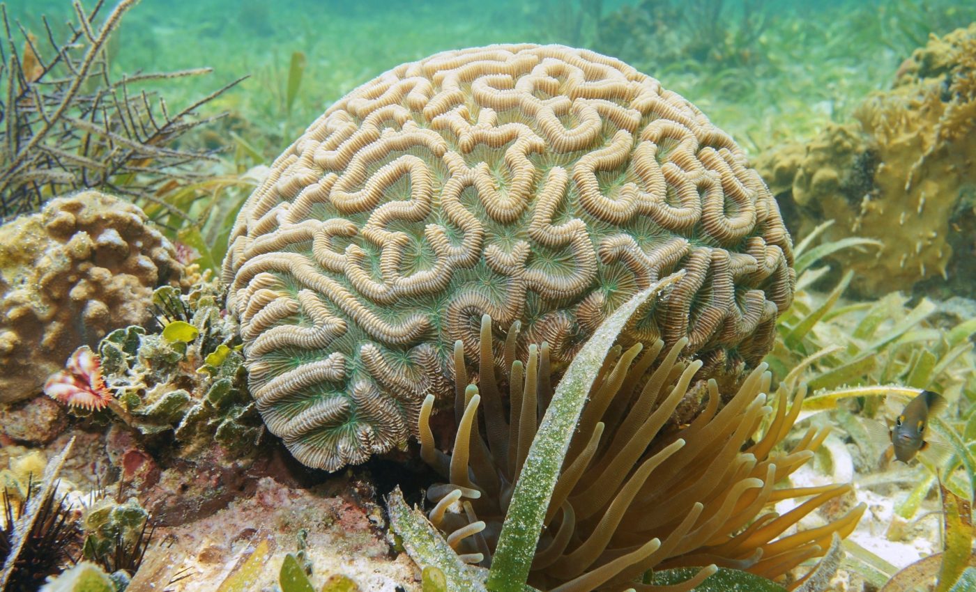 Brain corals are quietly storing massive amounts of carbon