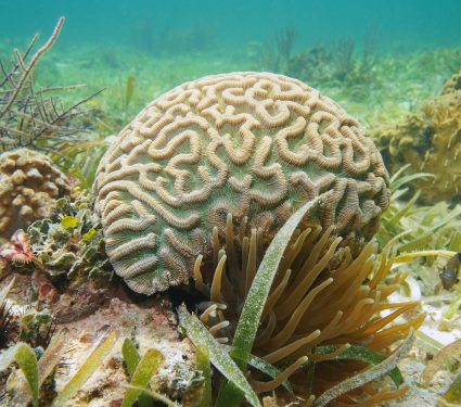 2025/08/Brain-coral-carbon.jpg