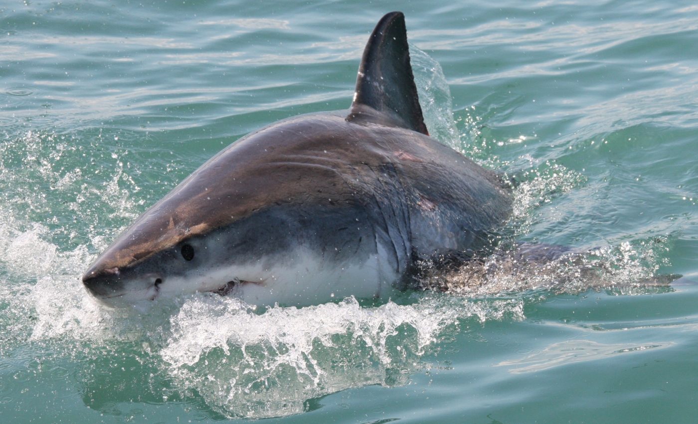 Great white sharks survived the Ice Age - but it changed them forever