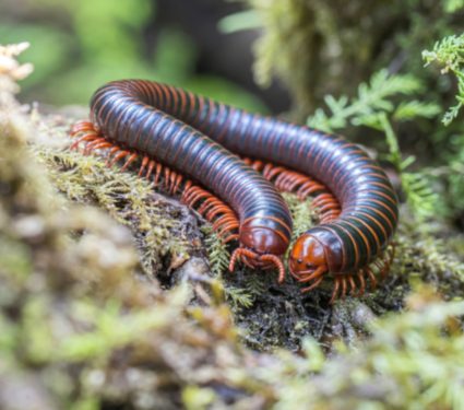2025/08/rainforest-arthropods.jpg