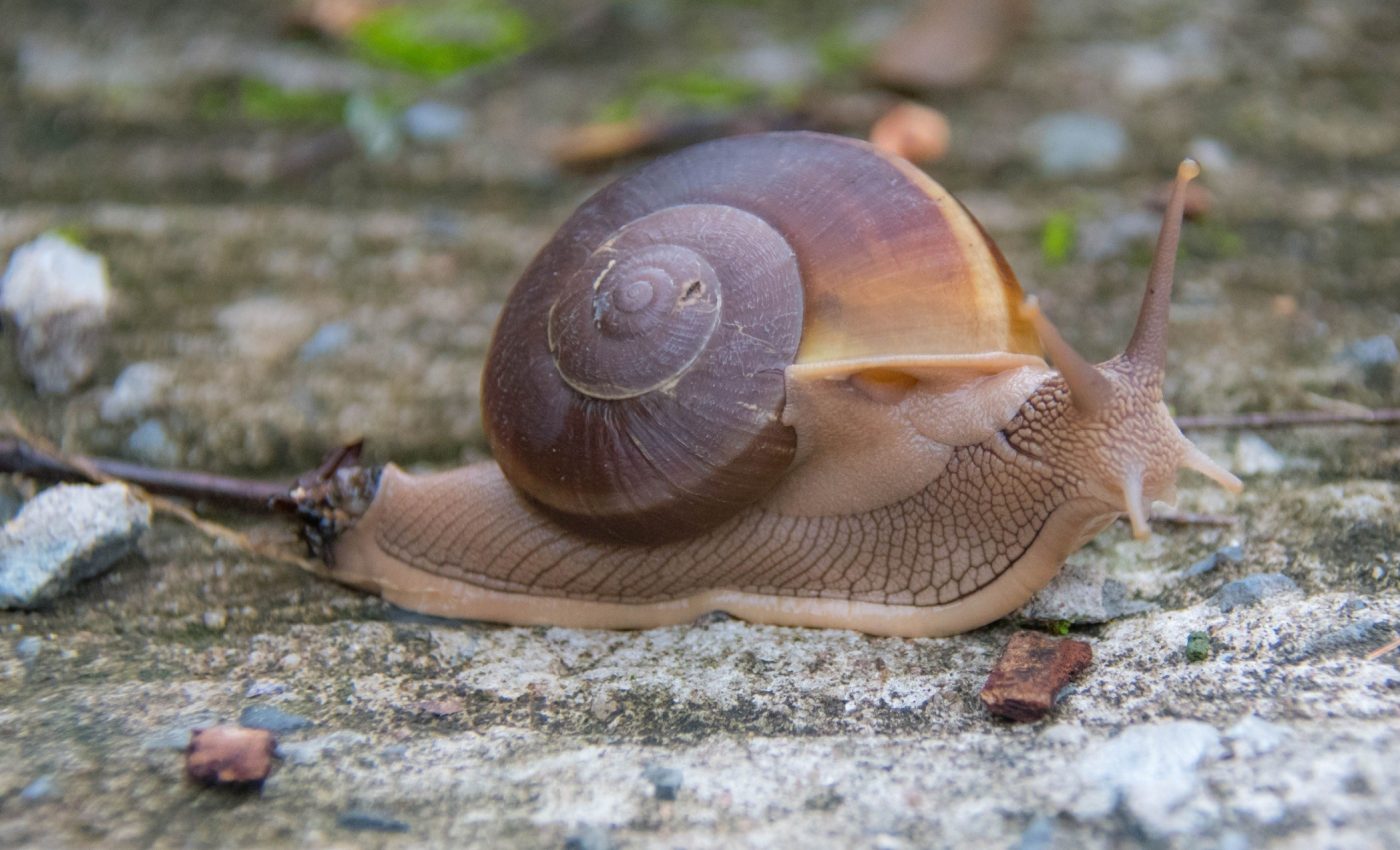 Apple snails regrow their eyes - and may help humans do the same