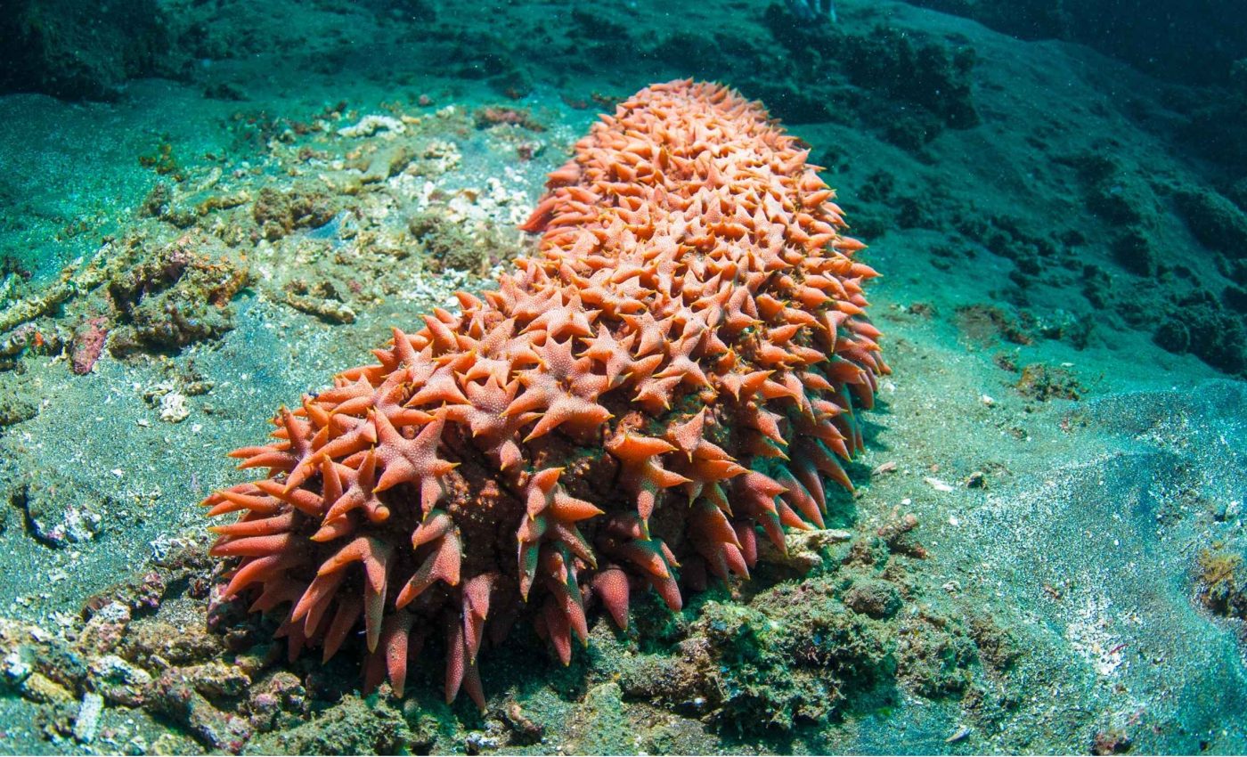 Study finds Vitamin E is the key to saving sea cucumbers from extinction
