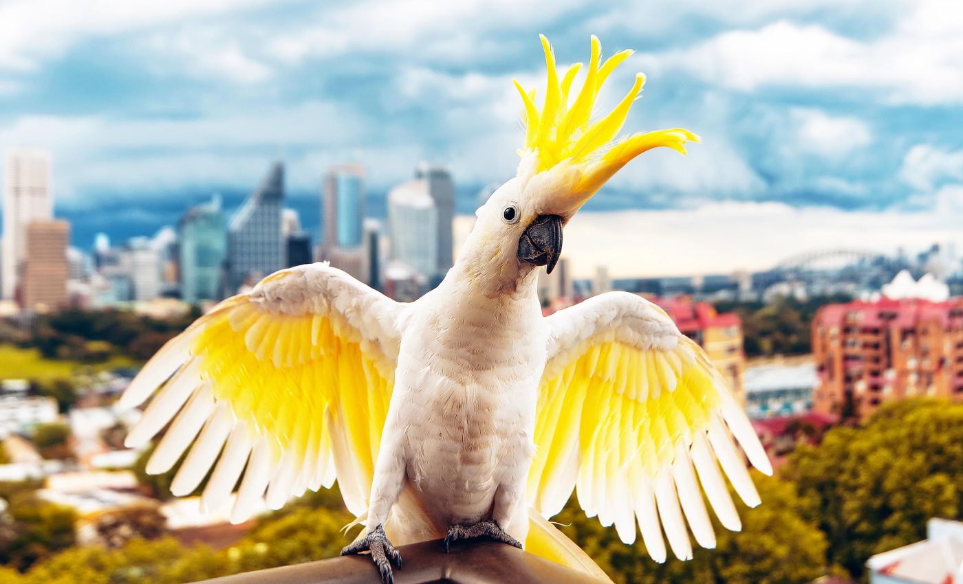 Cockatoos have at least 30 different dance moves that they use to communicate