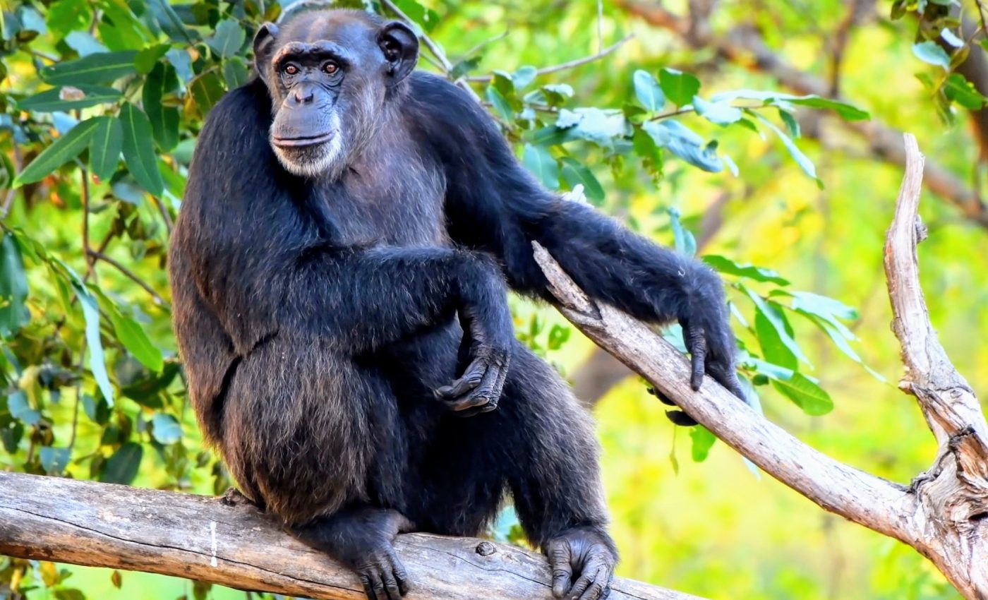 Walking upright may have started in the trees, not on land