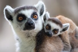 2025/08/Primates-cold-climate.jpg