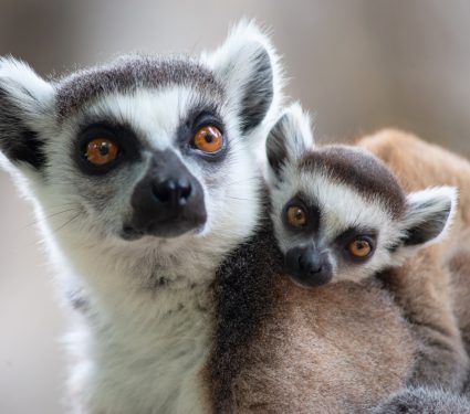 2025/08/Primates-cold-climate.jpg